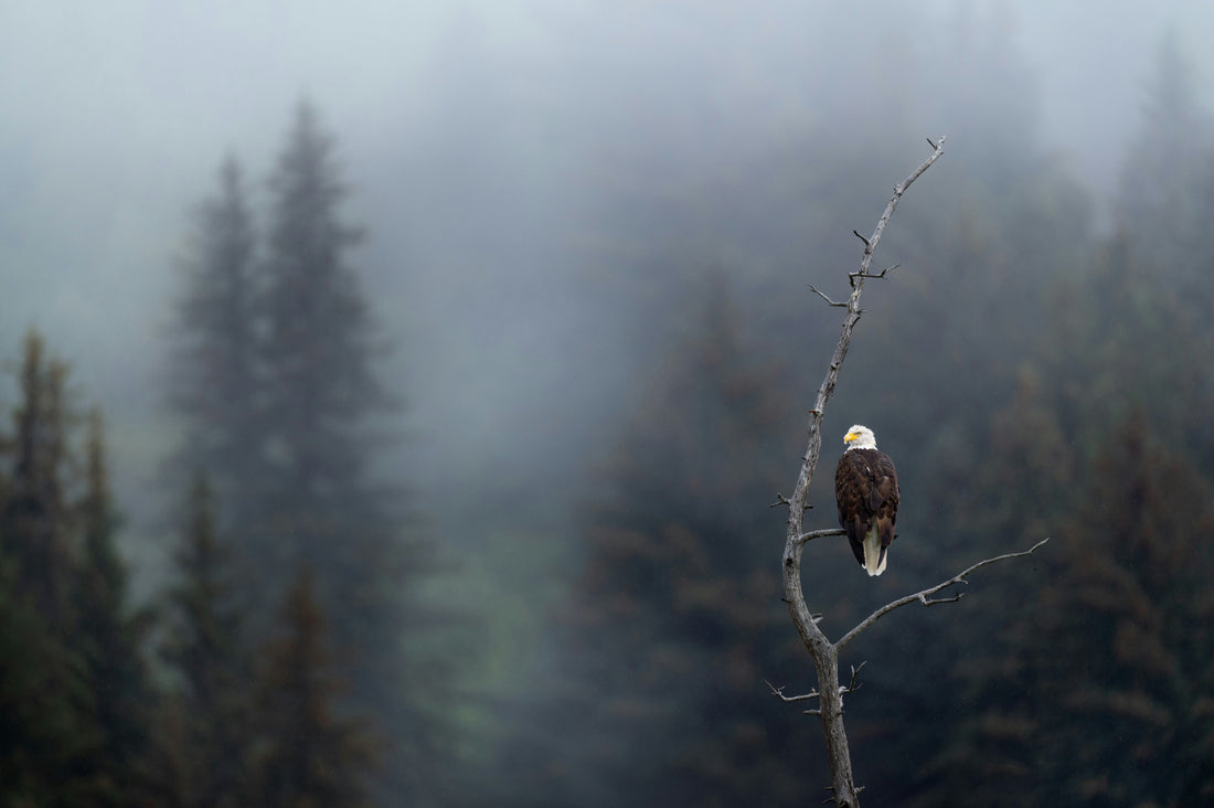 The Enchanting Wildlife of Alaska: A Glimpse into Nature’s Untamed Beauty