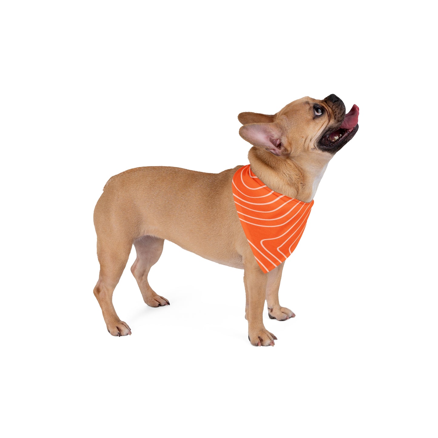 Topographic Salmon Pet Bandana