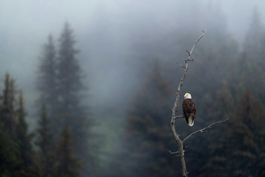 The Enchanting Wildlife of Alaska: A Glimpse into Nature’s Untamed Beauty