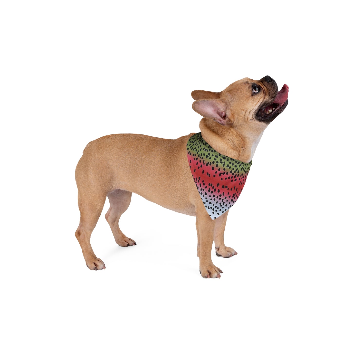 Rainbow Trout Pet Bandana